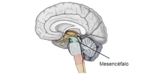 effetto antiossidante della yerba mate sul cervello, mesencefalo