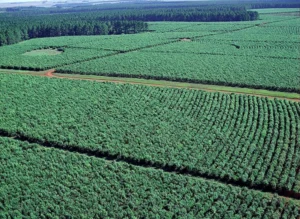 PLantacion de yerba mate, ilex