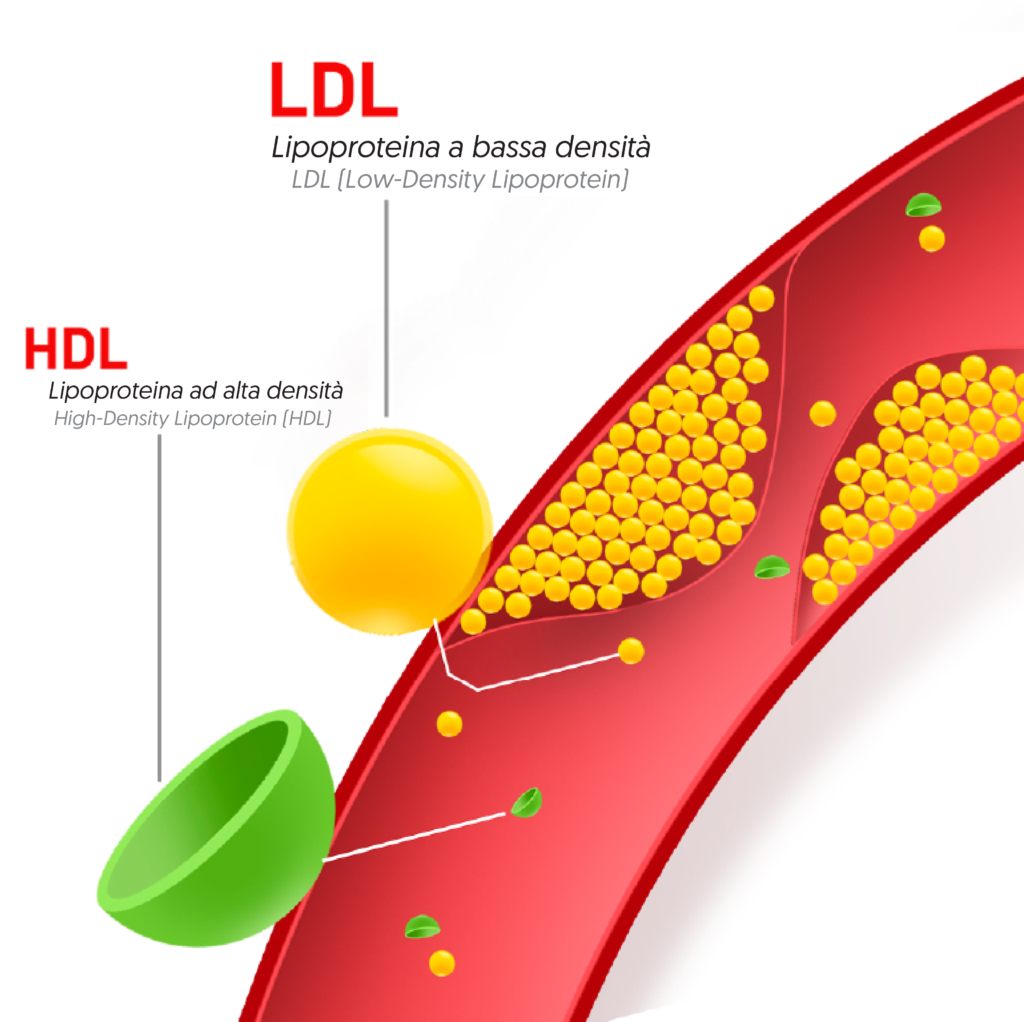 il-colesterolo-ldl-e-hdl