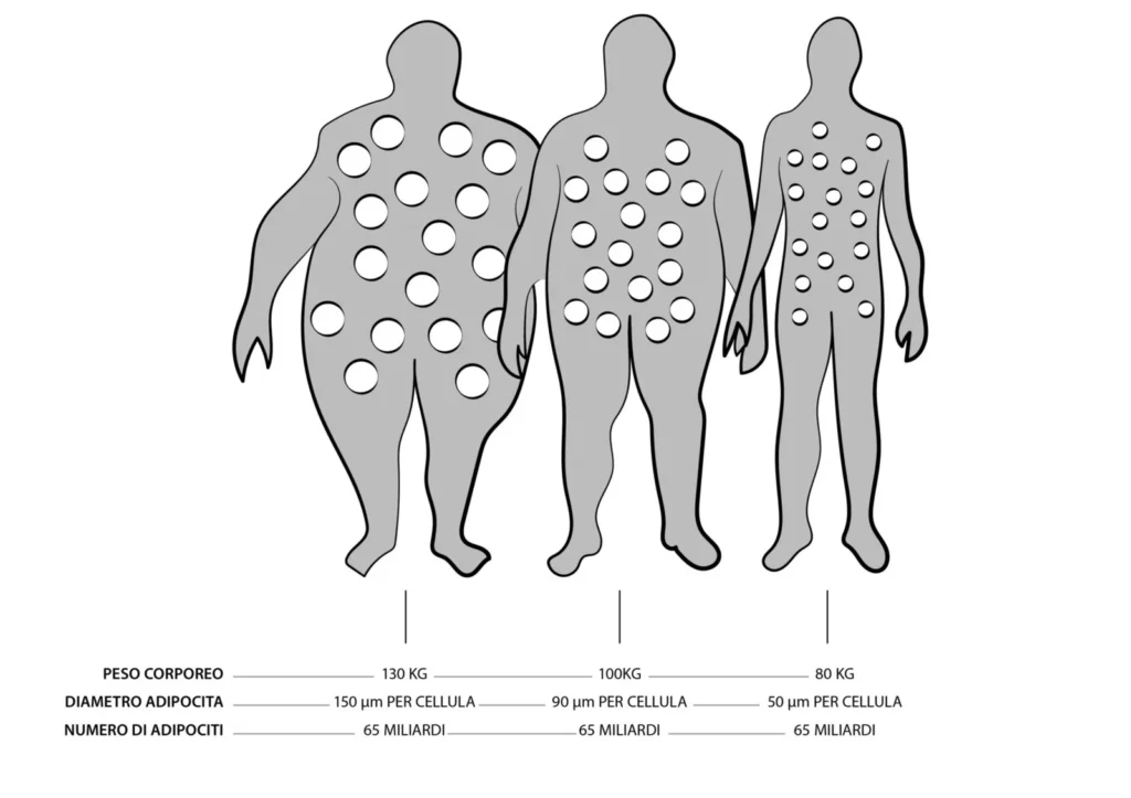 3 uomini, la stessa quantitá di adipociti diversi pesi il mate aiuta a ridurre la quantità di cellule adipose (adipociti)