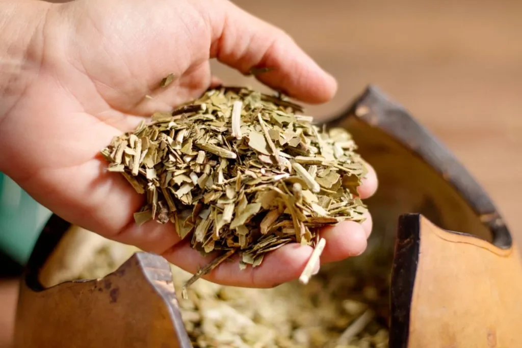 yerba-mate-1 i benefici della yerba mate per la salute